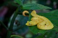 Eyelash Viper Royalty Free Stock Photo