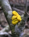 Eyelash viper (Bothriechis schlegelii) Royalty Free Stock Photo