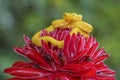 Eyelash Viper - Bothriechis schlegelii