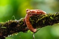 Eyelash Viper - Bothriechis schlegelii, beautiful colored venomous pit viper from Central America forests Royalty Free Stock Photo