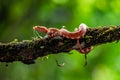 Eyelash Viper - Bothriechis schlegelii, beautiful colored venomous pit viper from Central America forests, Royalty Free Stock Photo