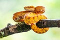 Eyelash Viper - Bothriechis schlegelii, beautiful colored venomous pit viper from Central America forests, Royalty Free Stock Photo