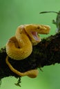 Eyelash Viper - Bothriechis schlegelii, beautiful colored venomous pit viper from Central America Royalty Free Stock Photo