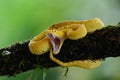 Eyelash Viper - Bothriechis schlegelii, beautiful colored venomous pit viper from Central America Royalty Free Stock Photo