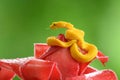 Eyelash Viper - Bothriechis schlegelii, beautiful colored venomous pit viper from Central America Royalty Free Stock Photo