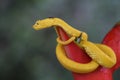 Eyelash Viper - Bothriechis schlegelii