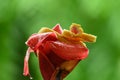 Eyelash Viper - Bothriechis schlegelii, beautiful colored venomous pit viper from Central America Royalty Free Stock Photo