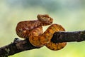 Eyelash Viper - Bothriechis schlegelii, beautiful colored venomous pit viper from Central America forests Royalty Free Stock Photo