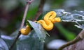 Eyelash viper Bothriechis schlegelii Royalty Free Stock Photo