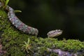 Eyelash Viper - Bothriechis schlegelii