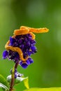 Eyelash Viper - Bothriechis schlegelii