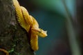 Eyelash Viper Royalty Free Stock Photo