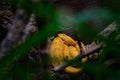 Eyelash Viper or eyelash palm-pitviper, Bothriechis schlegelii, venomous pit viper snake, Corcovado NP in Costa Rica. Nice yellow