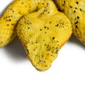 Eyelash viper, pit viper in front of white Royalty Free Stock Photo