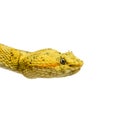 Eyelash viper, pit viper in front of white Royalty Free Stock Photo