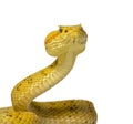 Eyelash viper, pit viper in front of white Royalty Free Stock Photo