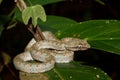 Eyelash Viper Royalty Free Stock Photo