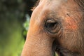 Eyelashes of female Asian elephant Royalty Free Stock Photo