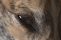 Eyelashes, fur and dander shown in great detail, super macro pet image