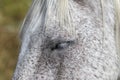 Eyelashes and mane of gray horse, Wyoming