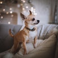 Eyeless Chihuahua dog in festivaly decorated room with Christmass tree.