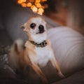 Eyeless Chihuahua dog in festivaly decorated room with Christmass tree.