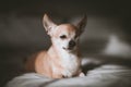 Eyeless Chihuahua dog, 12 years old on a bed Royalty Free Stock Photo