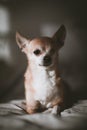 Eyeless Chihuahua dog, 12 years old on a bed Royalty Free Stock Photo