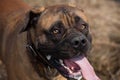 Eyes amber-colored. Closeup portrait of rare breed of dog South African Boerboel