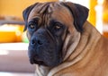 Eyes amber-colored. Closeup portrait of rare breed of dog South African Boerboel Royalty Free Stock Photo