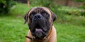Eyes amber in colour. Closeup portrait of a beautiful dog breed South African Boerboel Royalty Free Stock Photo