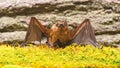 Eyes bat species small poorly developed. Bat detector. Dummy of bat wooden background. Ugly bat. Forelimbs adapted as Royalty Free Stock Photo