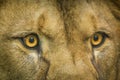 Eyes of a berber lion portrait