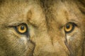 Eyes of a berber lion portrait Royalty Free Stock Photo