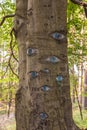 Eyes carved in tree trunk. Royalty Free Stock Photo