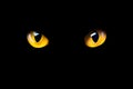Orange cat eyes glow in the dark on a black background. Royalty Free Stock Photo