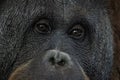 Eyes close up portrait of an orang-utan ape monkey Royalty Free Stock Photo