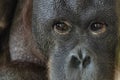 Eyes close up portrait of an orang-utan ape monkey Royalty Free Stock Photo