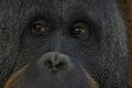 Eyes close up portrait of an orang-utan ape monkey Royalty Free Stock Photo