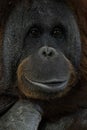 Eyes close up portrait of an orang-utan ape monkey Royalty Free Stock Photo