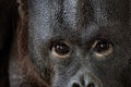 Eyes close up portrait of an orang-utan ape monkey Royalty Free Stock Photo