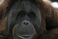 Eyes close up portrait of an orang-utan ape monkey Royalty Free Stock Photo