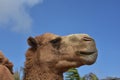 Eyes Closed on a Bactrian Camel on a Beautiful Day