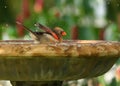 With eyes closed a female cardinal splashes in a birdbath.