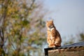 Ginger red tabby cat sitting relaxed on a tin roof against a blue sky. Royalty Free Stock Photo