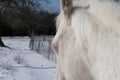 Sleepy white horse closeup in winter snow Royalty Free Stock Photo