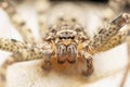 Eyes closeup of Huntsman spider, Heteropoda jugulans, Satara,