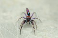 Eyes of colourful jumping spider, Chrysilla volupe, satara naharashtra india Royalty Free Stock Photo