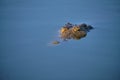 Croc in water. head Royalty Free Stock Photo