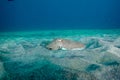 Eyes cuttle fish look prey around sand area